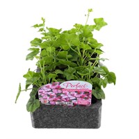 Geranium Ivy Leaf Lilac 6 Pack Boxed Bedding