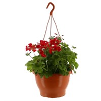 Ivy Leaf Geraniums Mixed 25cm Bedding Hanging Basket 