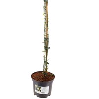 Jasminum Nudiflorum - 5L Pot