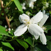 Jasminum Officinale 3 Litre Climber Plant