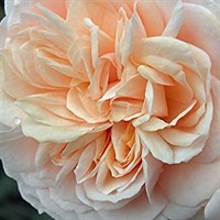 Joie De Vivre Premium Rose Bush 4L Pot