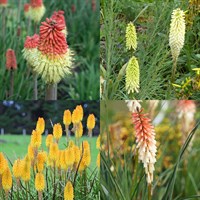 Kniphofia Perennial Set - Mixed Colours - 3 x 2L Pots