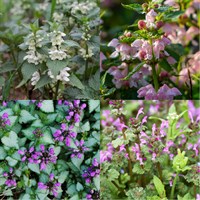 Lamium Perennial Set - Mixed Colours - 5 x 9cm Pots