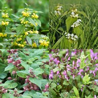 Lamium Perennial Set - Mixed Colours - 6 x 9cm Pots