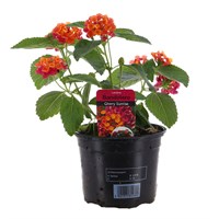 Lantana Bandolero Cherry Sunrise 13cm Pot Bedding