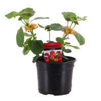 Lantana Bandolero Lychee 13cm Pot Bedding