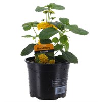 Lantana Bandolero Pineapple 13cm Pot Bedding
