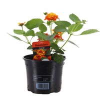 Lantana Bondolero Orange 13cm Pot Bedding