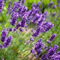 Lavandula Ang. Beezee Dark Blue 2L Pot - Set of 3