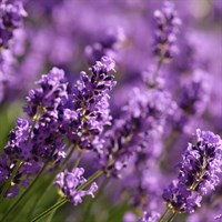 Lavandula Ang. Dwarf Blue Perennial Plant 2L Pot - Set of 3