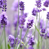 Lavandula Ang. Dwarf Blue Perennial Plant 9cm Pot - Set of 3