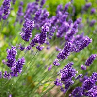 Lavandula Ang. Purple Essence Perennial Plant 9cm Pot - Set of 3