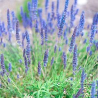 Lavandula Blue Spear Perennial Plant 9cm Pot - Set of 3