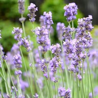 Lavandula Grappenhall Perennial Plant 9cm Pot - Set of 3