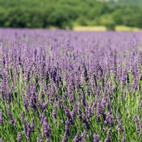 Lavandula Grosso Perennial Plant 9cm Pot - Set of 3
