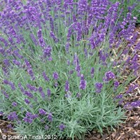 Lavandula Imperial Gem Perennial Plant 9cm Pot - Set of 3