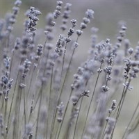 Lavandula Platinum Blonde Perennial Plant 2L Pot - Set of 3