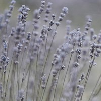 Lavandula Platinum Blonde Perennial Plant 9cm Pot - Set of 3