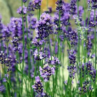 Lavandula Vera Perennial Plant 9cm Pot - Set of 3