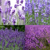Lavender Perennial Set - Mixed Colours - 5 x 9cm Pots