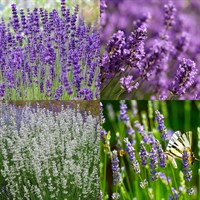 Lavender Perennial Set - Mixed Colours - 3 x 2L Pots