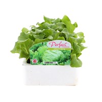 Lettuce Iceberg 12 Pack Boxed Vegetable