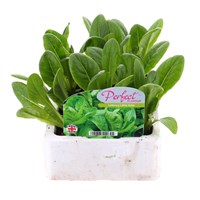 Lettuce Little Gem 12 Pack Boxed Vegetable