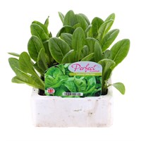 Lettuce Little Gem 12 Pack Boxed Vegetables