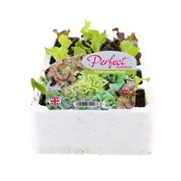 Lettuce Mixed Salad Leaves 12 Pack Boxed Vegetables