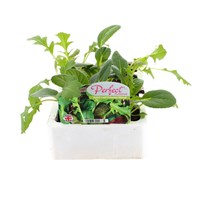 Lettuce Oriental Mixed 12 Pack Boxed Vegetable