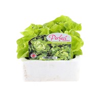 Lettuce Tom Thumb 12 Pack Boxed Vegetable