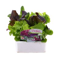 Lettuce Mixed Salad Tuscan 12 Pack Boxed Vegetables