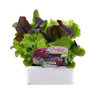 Lettuce Mixed Salad Tuscan 12 Pack Boxed Vegetable