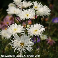 Leucanthemum Aglaia Perennial Plant 2L Pot - Set of 3