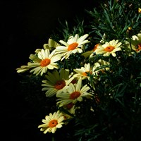 Leucanthemum Banana Cream Perennial Plant 2L Pot - Set of 3
