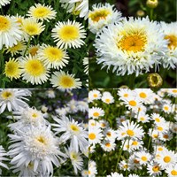 Leucanthemum Perennial Set - Mixed Colours - 3 x 2L Pots