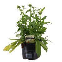 Leucanthemum Western Star Gemini 13cm Pot Bedding