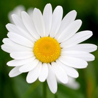 Leucanthemum Western Star Libra Perennial Plant 2L Pot - Set of 3