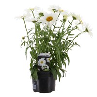 Leucanthemum Western Star Taurus 13cm Pot Bedding