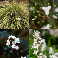 Libertia Perennial Set - Mixed Colours - 6 x 9cm Pots