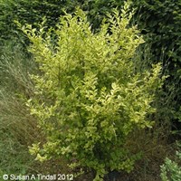 Ligustrum 'Aureum' - 7.5L Pot