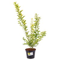 Ligustrum Ovalifolium - 7.5L Pot