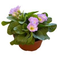 Lilac Primrose Bowl Bedding 16cm Pot