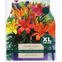 Taylors Bulbs Lilium Matrix Fusion (9 Pack) (XL569)