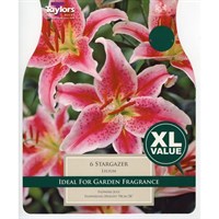 Taylors Bulbs Lilium Stargazer (4 Pack) (XL560)