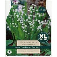 Taylors Bulbs Lily Of The Valley (Convallaria Majalis) (10 Pack) (XL585)