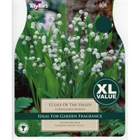 Taylors Bulbs Lily Of The Valley (Convallaria Majalis) (5 Pack) (XL585)
