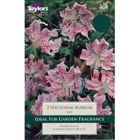 Taylors Bulbs Lily Speciosum Rubrum (2 Pack) (TS559)