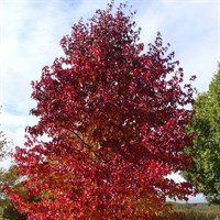 Liquidambar 'Worplesdon' Tree