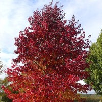 Liquidambar 'Worplesdon' Tree